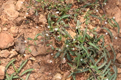 Mollugo pentaphylla